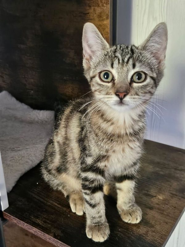 BAIA - Chat à adopter - photo 2