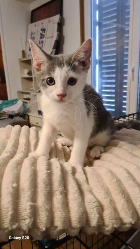 MADIE - Chat à adopter