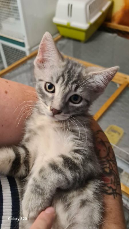 MILO - Chat à adopter
