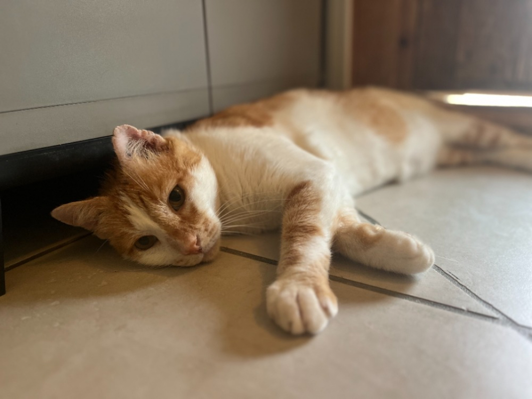 Photo de Brésil
