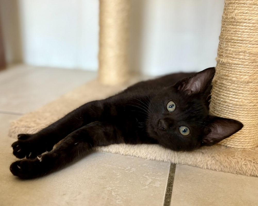 Photo de Bandit