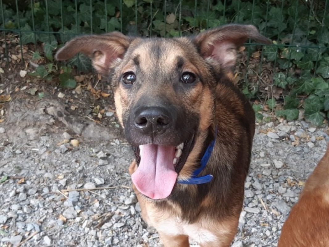 Speedy - Chien Berger à adopter
