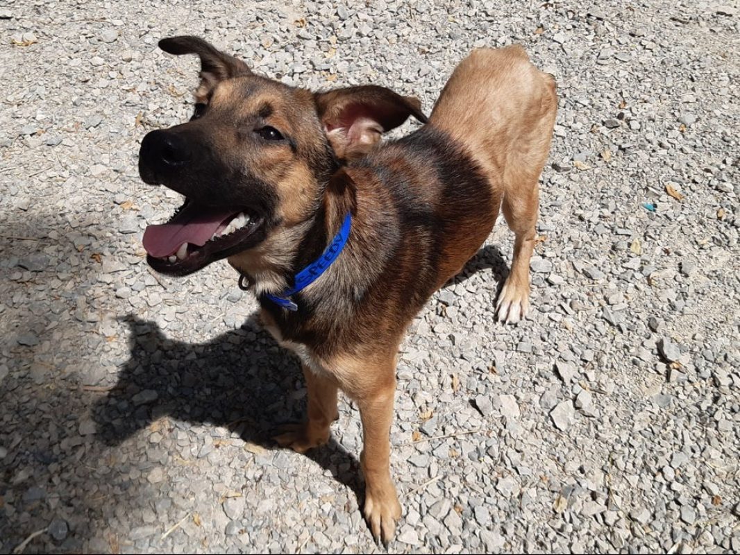 Speedy - Chien Berger à adopter - photo 2