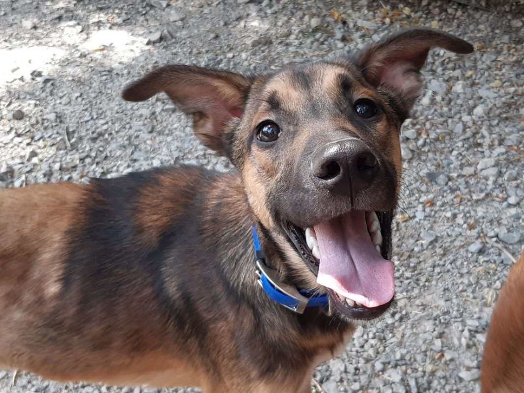 Speedy - Chien Berger à adopter - photo 3
