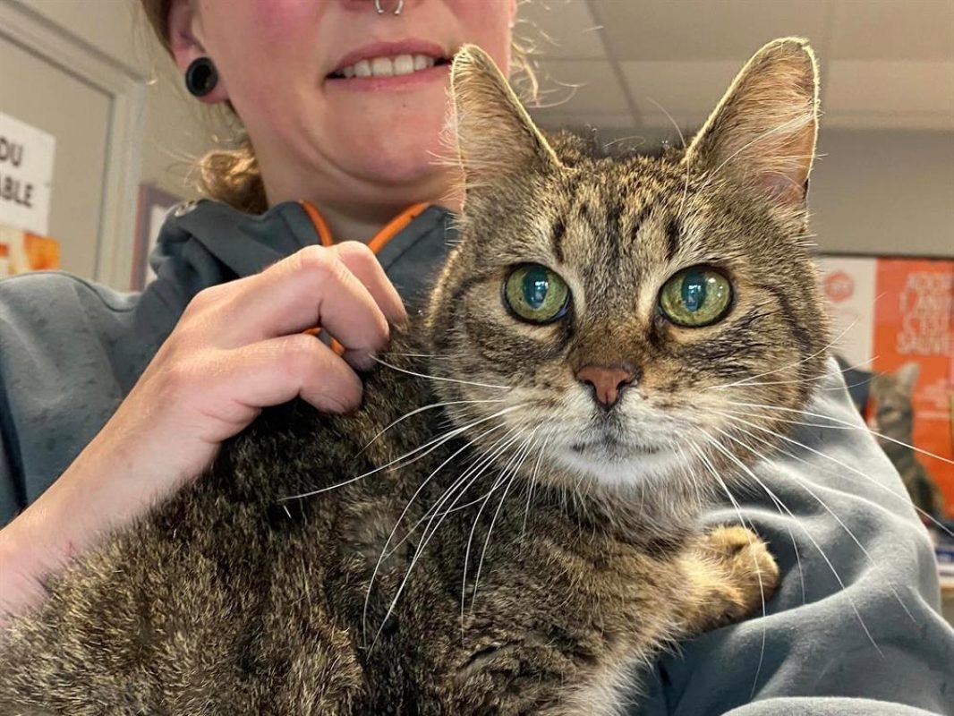 Mama - Chat Européen à adopter