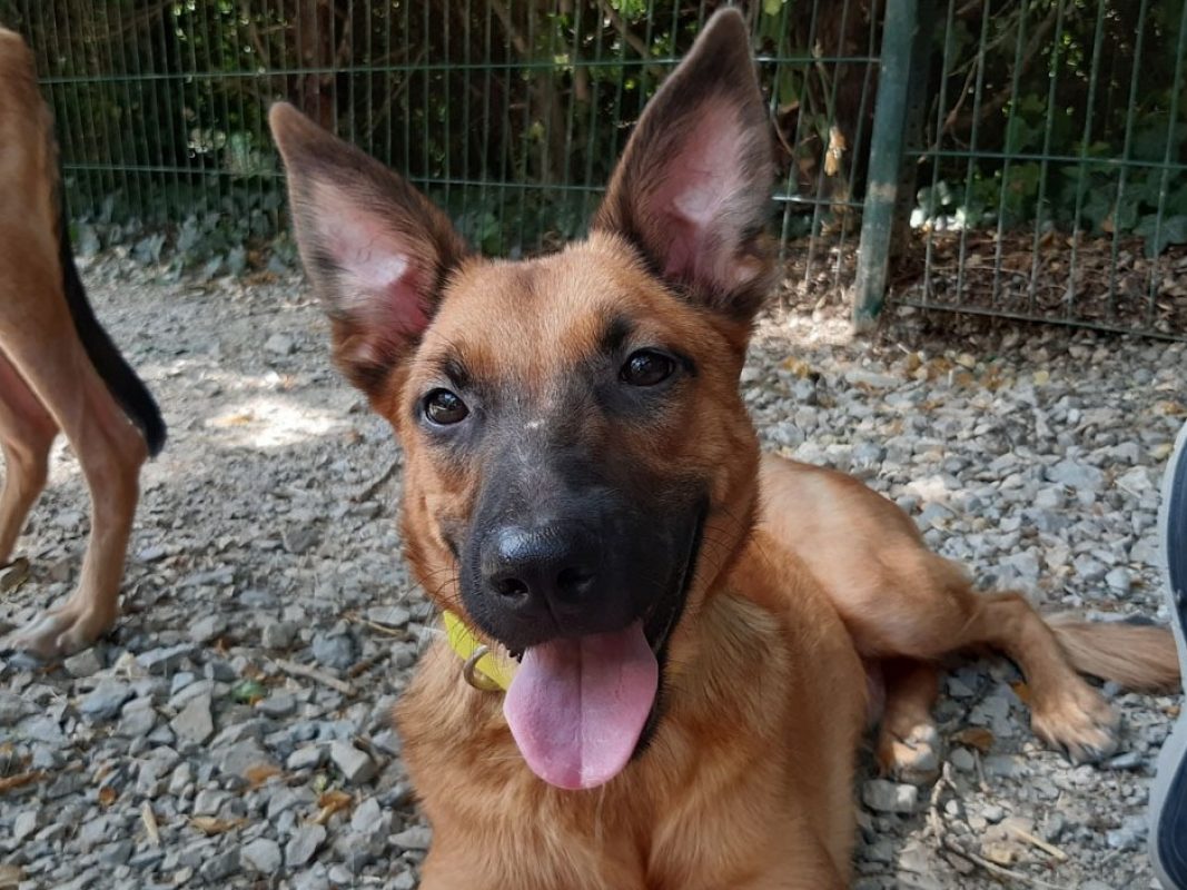 Flash - Chien Berger à adopter