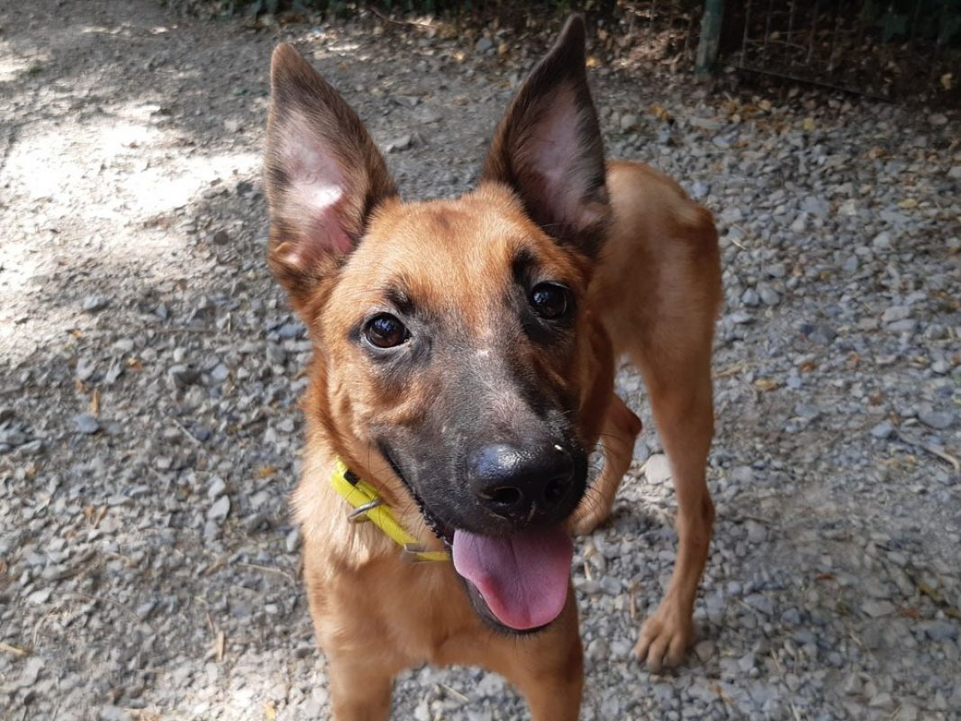 Flash - Chien Berger à adopter - photo 2