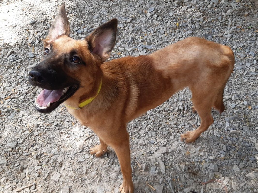 Flash - Chien Berger à adopter - photo 3