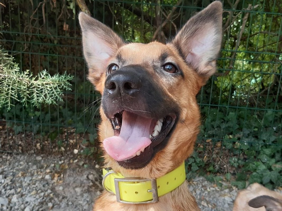 Flash - Chien Berger à adopter - photo 4