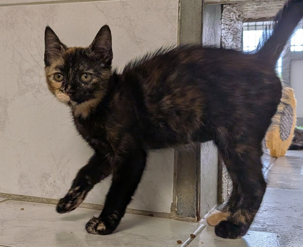 Sally - Chat Européen à adopter