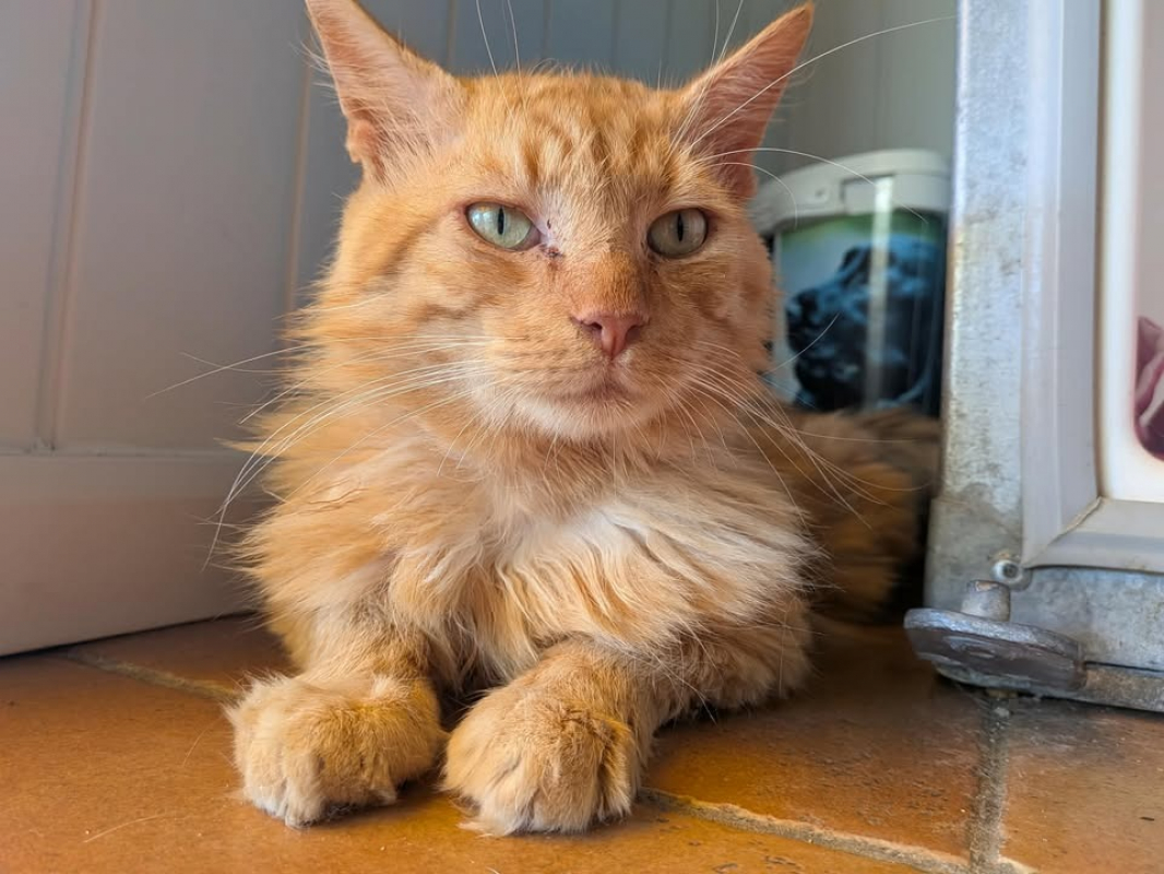 Photo de Simba