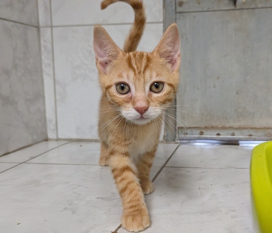 Jack - Chat Européen à adopter