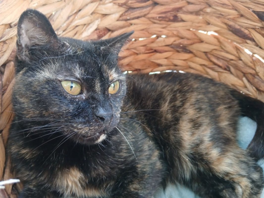Iris - Chat Européen à adopter