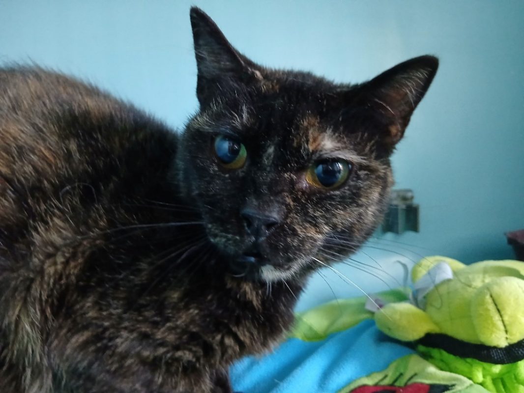Iris - Chat Européen à adopter - photo 2