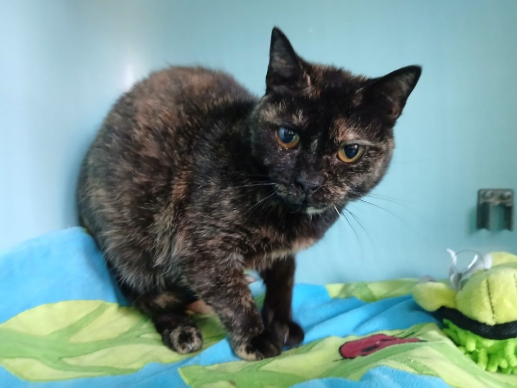 Iris - Chat Européen à adopter - photo 4