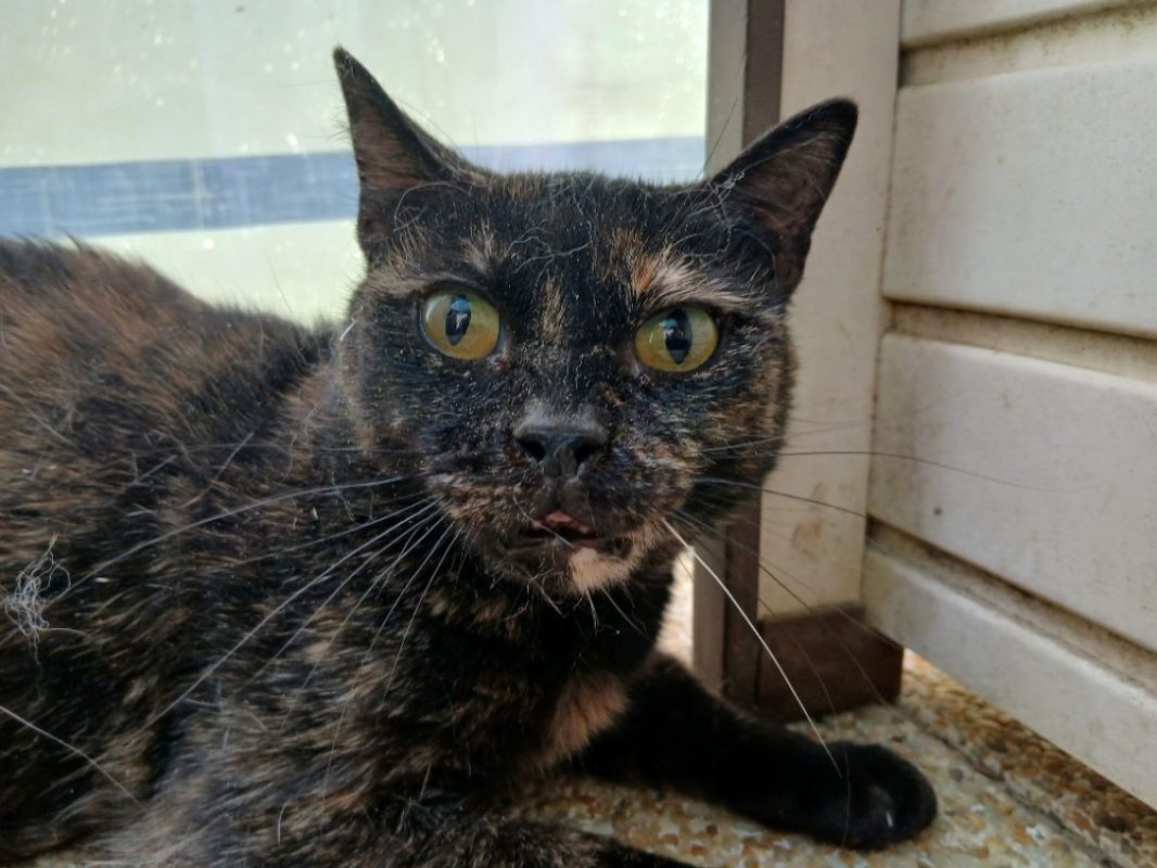 Iris - Chat Européen à adopter - photo 5