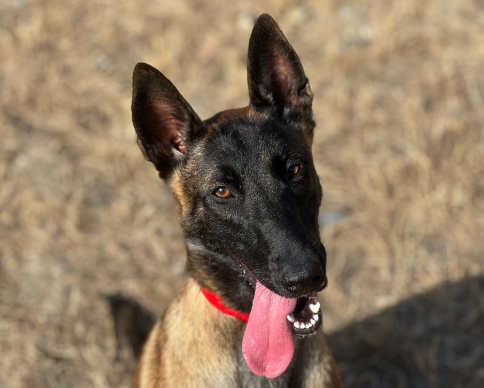 Biba - Chien Berger Belge Malinois à adopter