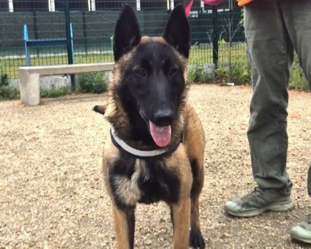 Biba - Chien Berger Belge Malinois à adopter - photo 2