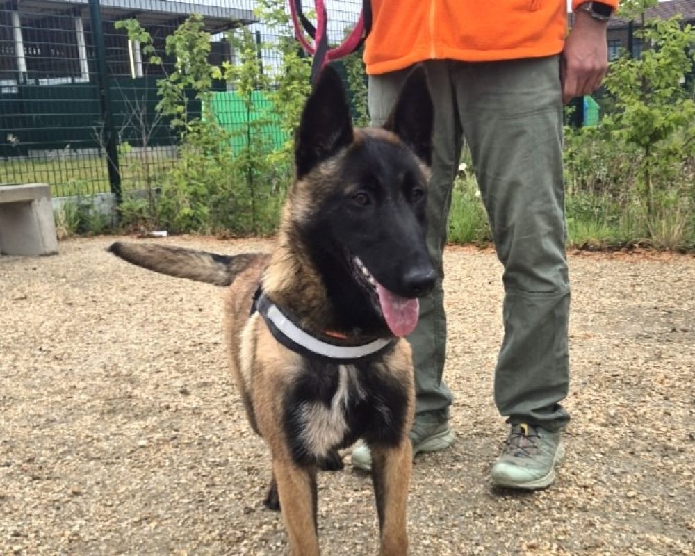 Biba - Chien Berger Belge Malinois à adopter - photo 3