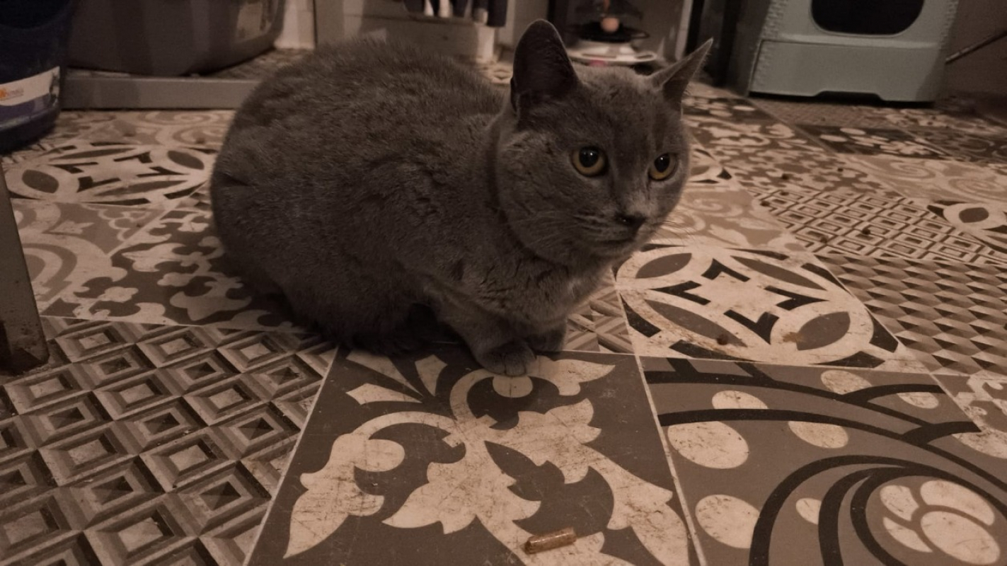 Photo #1 de Gentiane