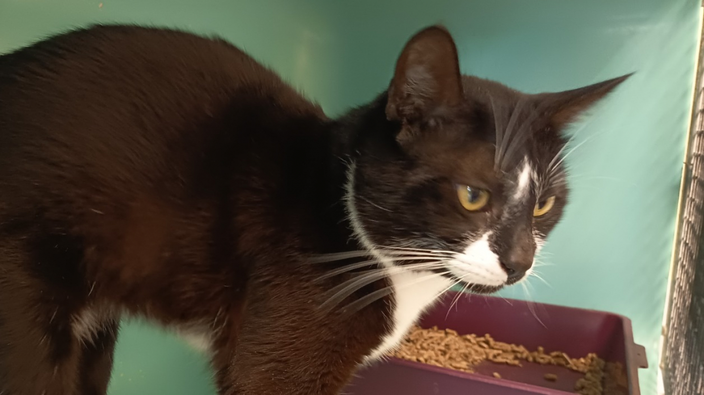 Sakado - Chat Européen à adopter