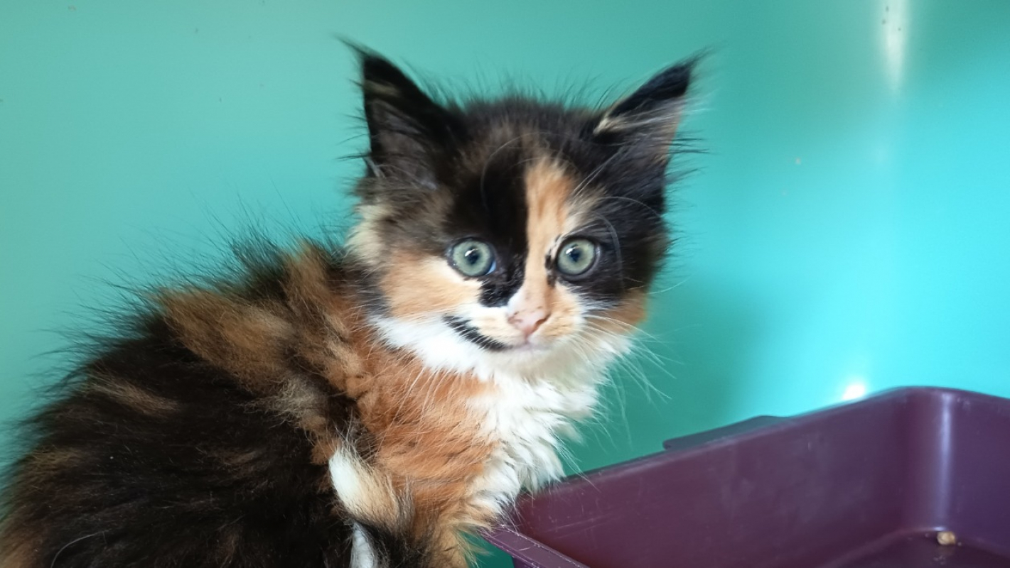 Moumousse - Chat Européen à adopter