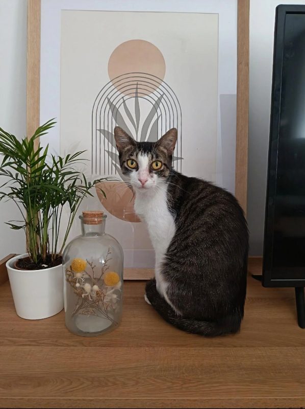 Mila - Chat Européen à adopter - photo 2