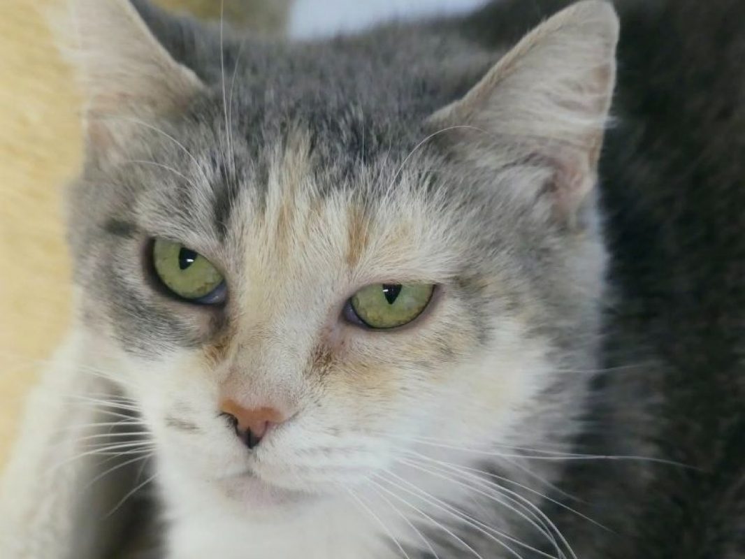 Floria - Chat Européen à adopter
