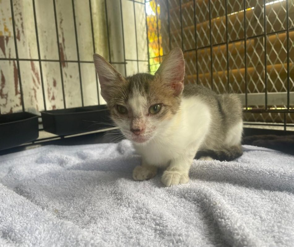 Pluton - Chat Européen à adopter