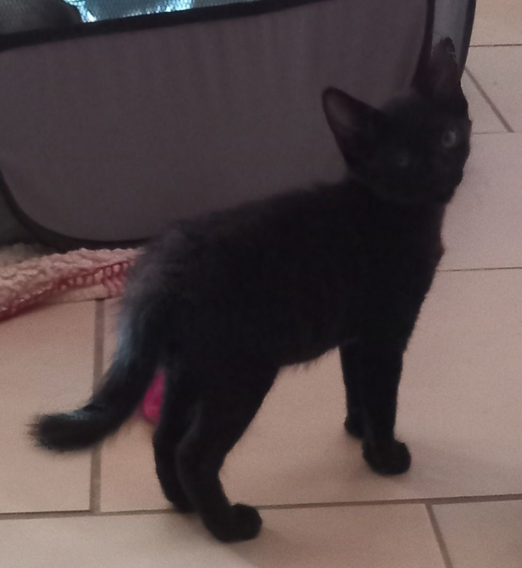 Photo #2 de BLACKY