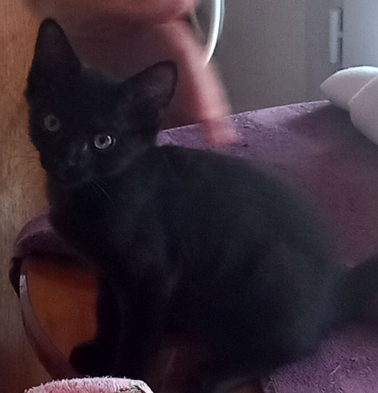 Photo #1 de BLACKY