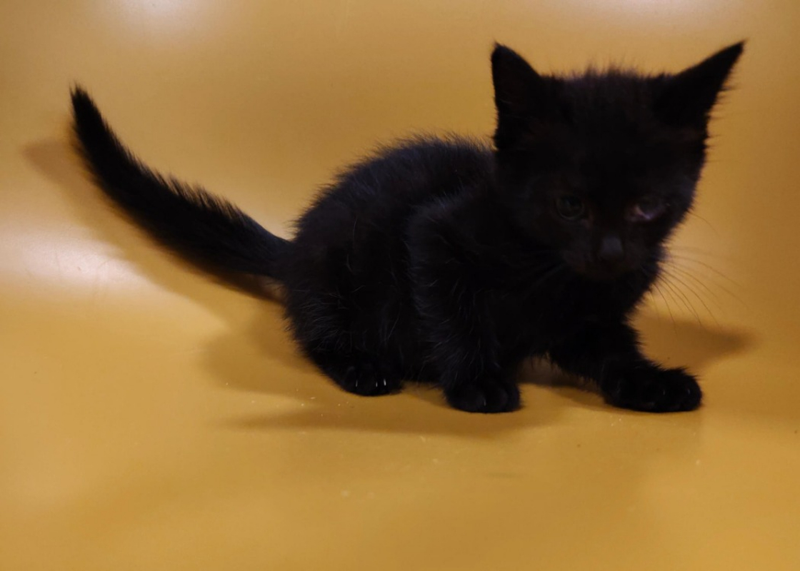 Photo #3 de Misty