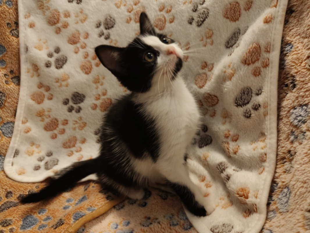 Photo #3 de Babouchka