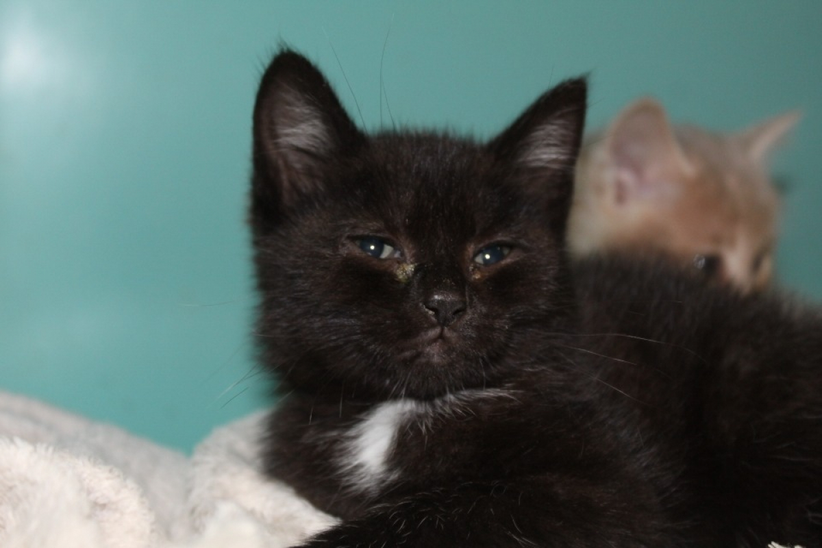 Photo de Brownie