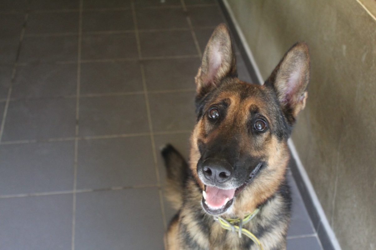 Tiger - Chien Berger à adopter