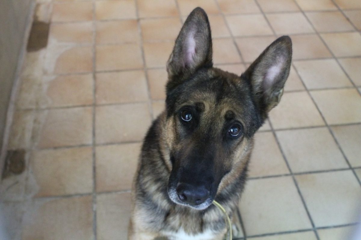 Tiger - Chien Berger à adopter - photo 2