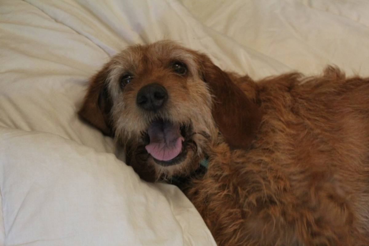 Photo de Samba