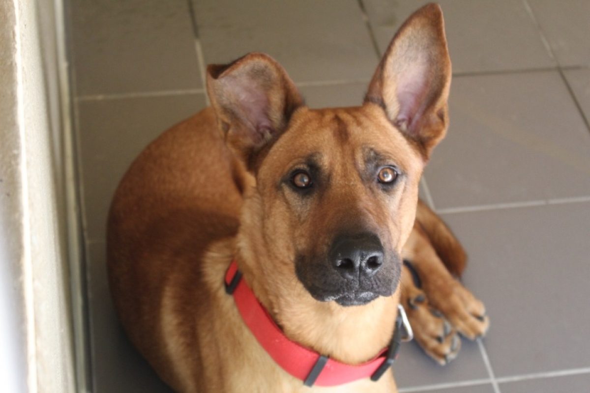 Boby - Chien Berger à adopter