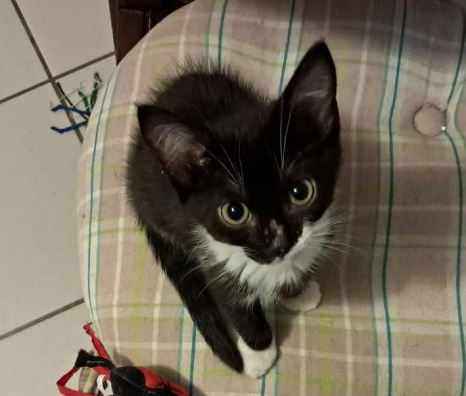 Photo de Feline