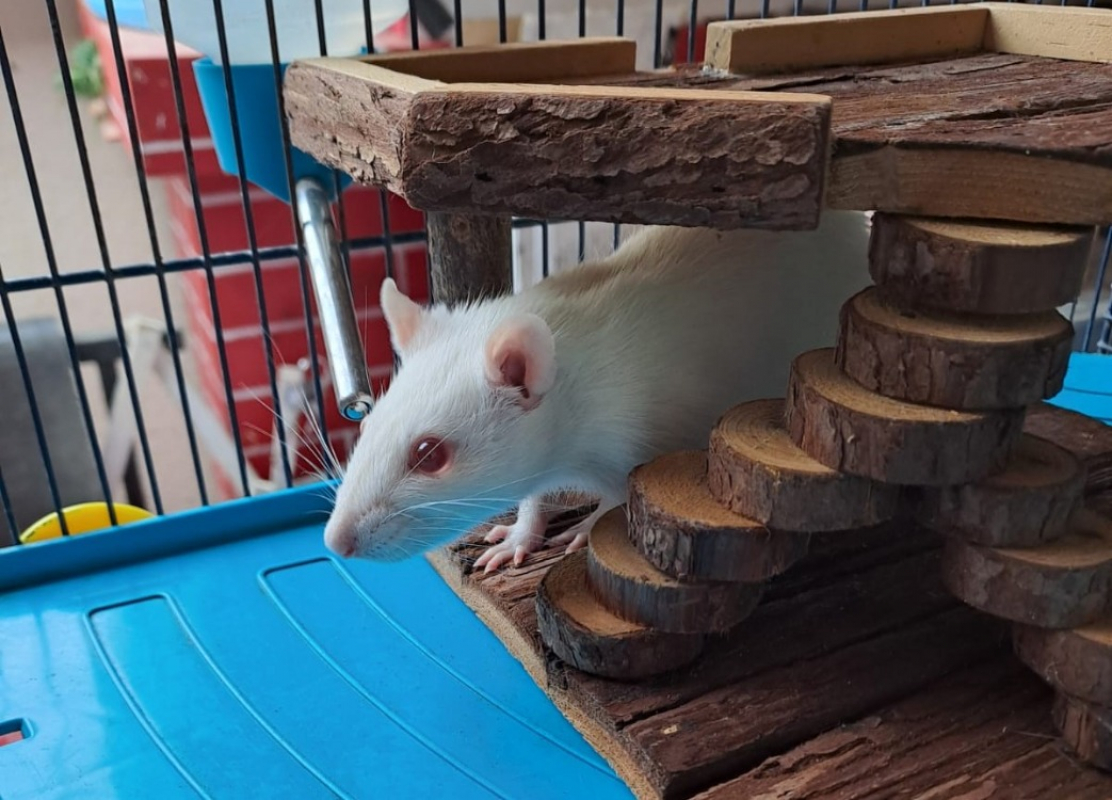 Photo #2 de Chantilly