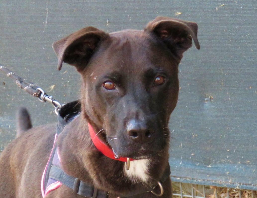 Ringo - Chien à adopter