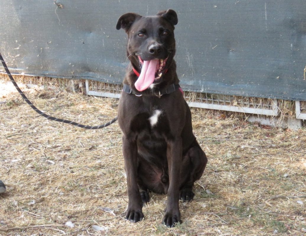 Ringo - Chien à adopter - photo 2