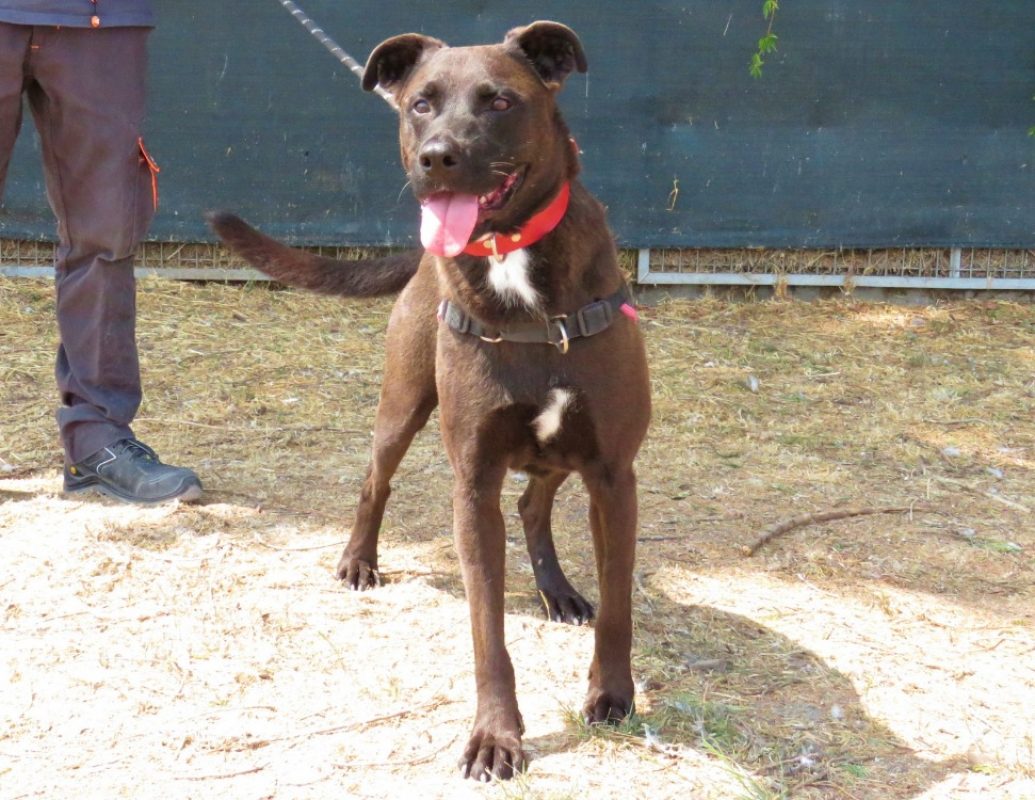 Ringo - Chien à adopter - photo 3