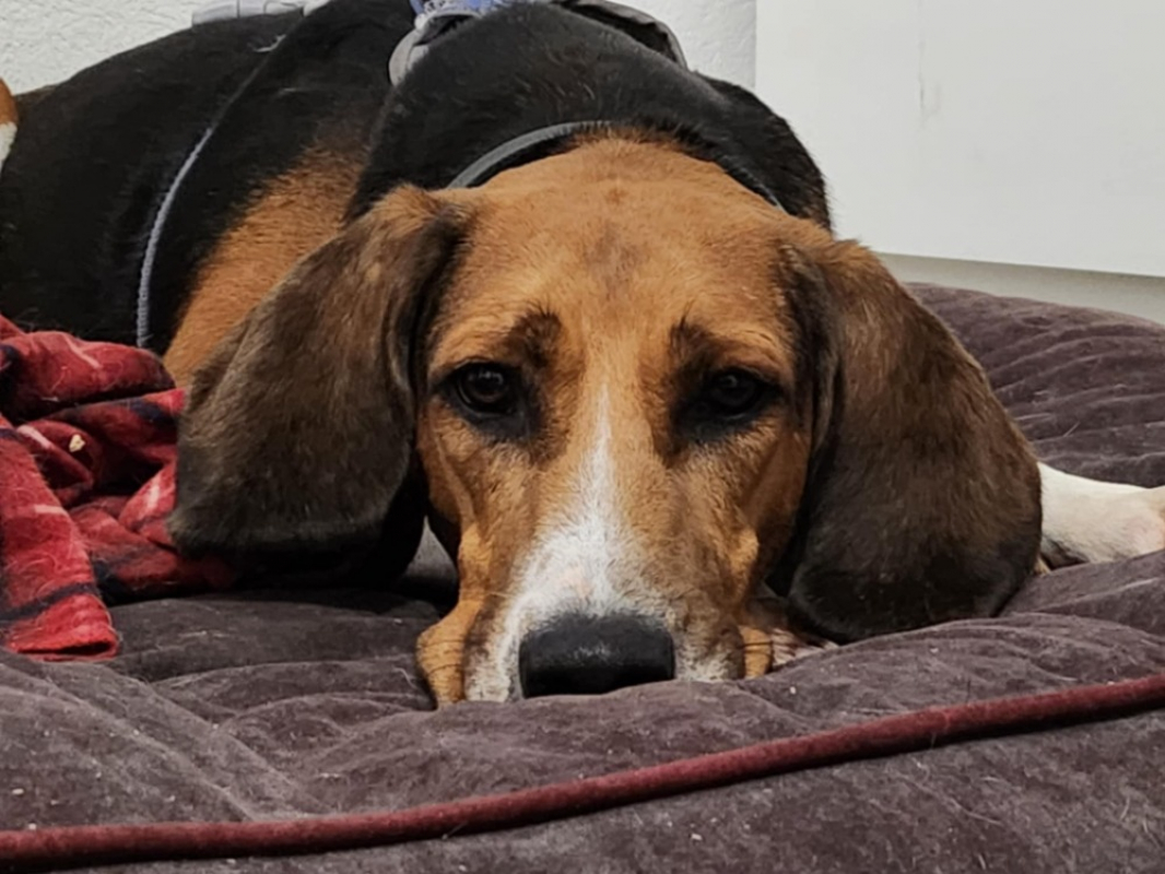 Photo #1 de Trompette