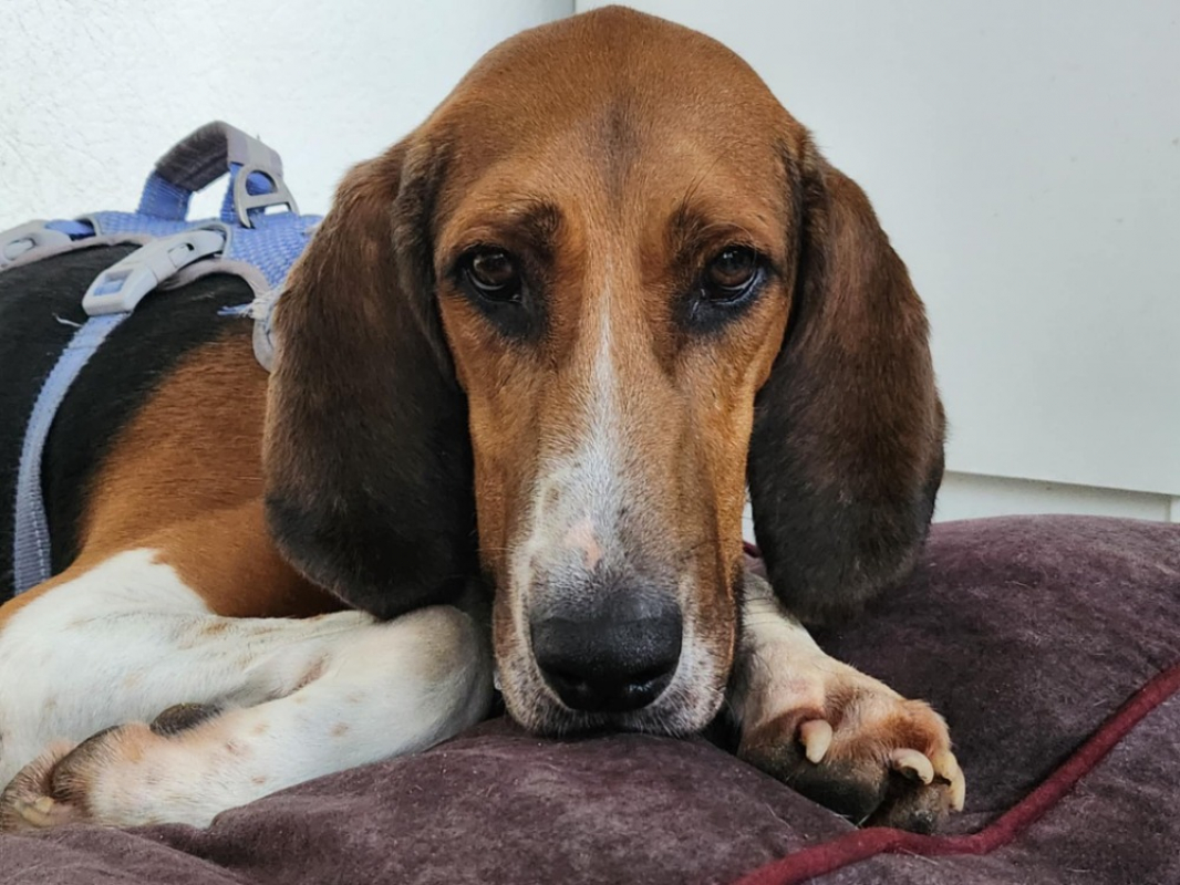 Photo #2 de Trompette