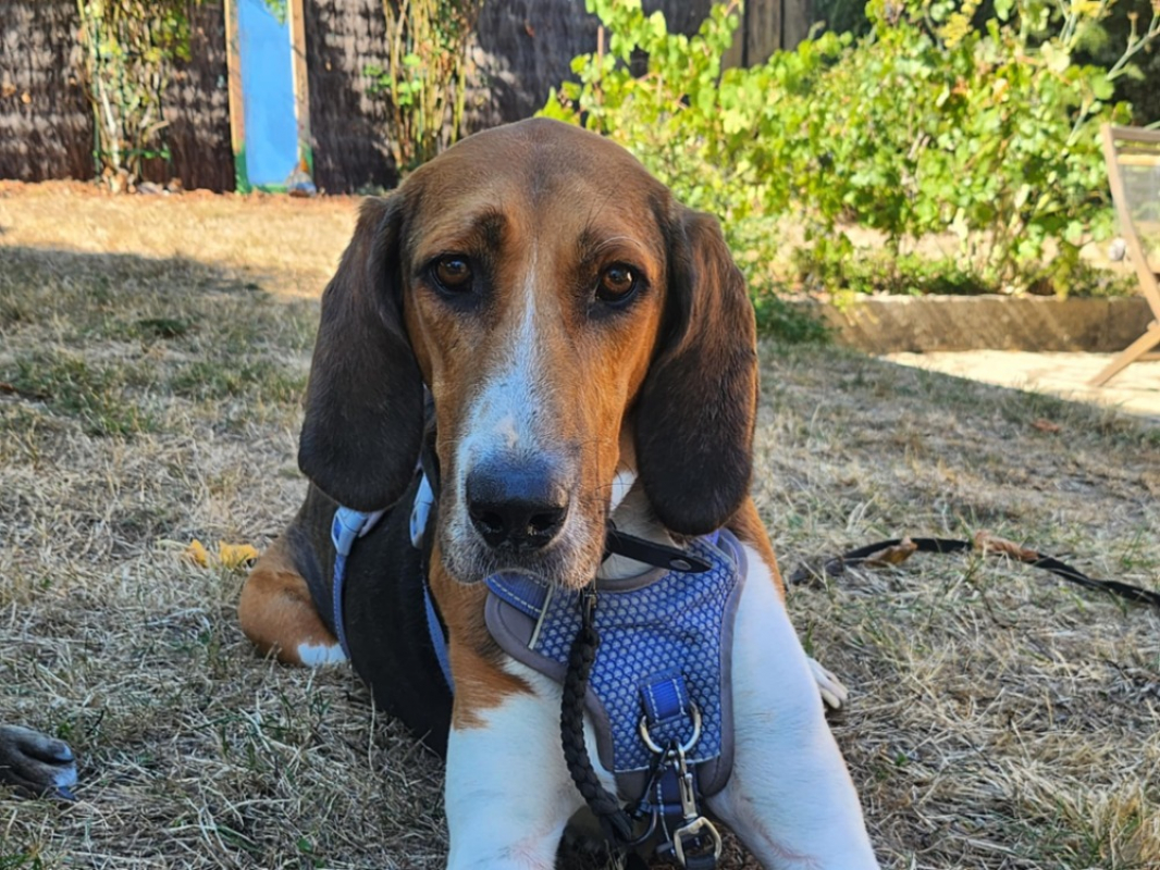 Photo #3 de Trompette