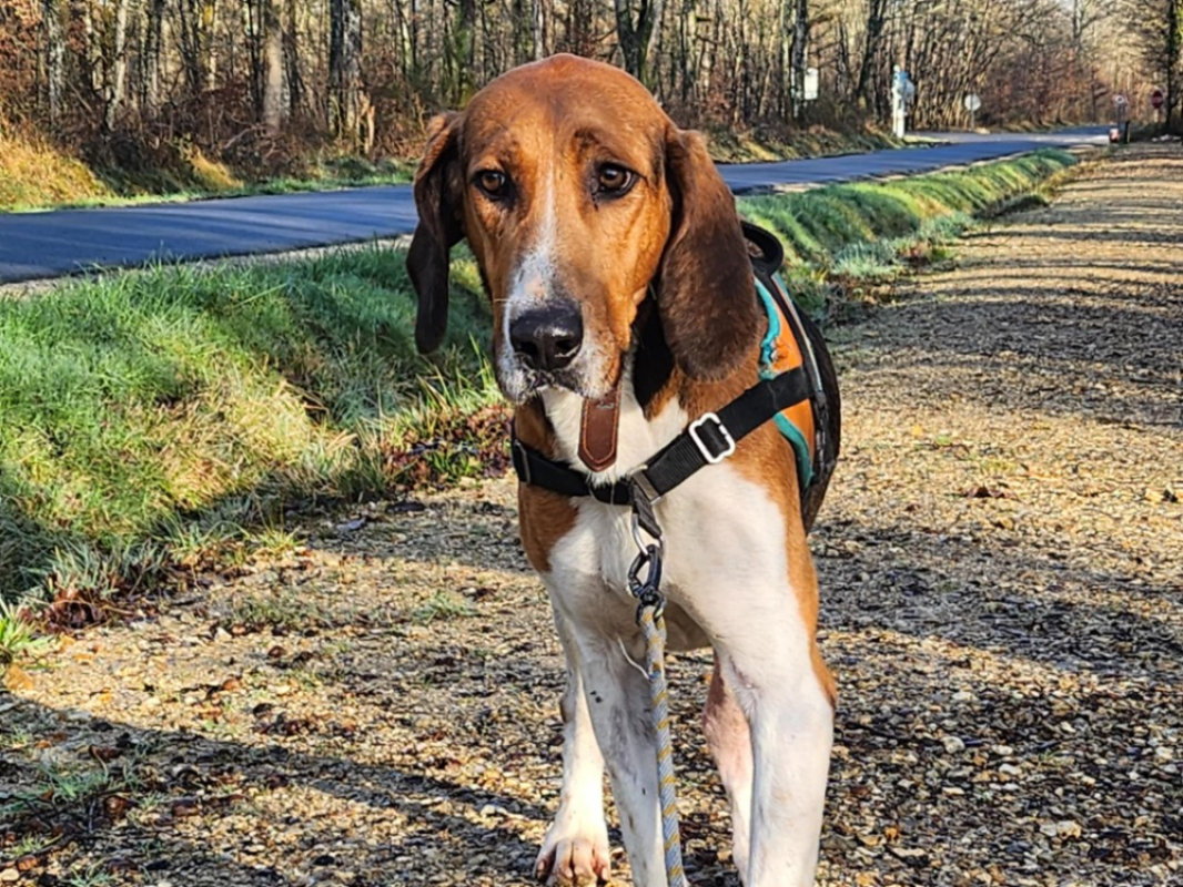 Photo #5 de Trompette