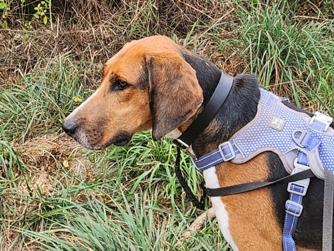 Photo #6 de Trompette