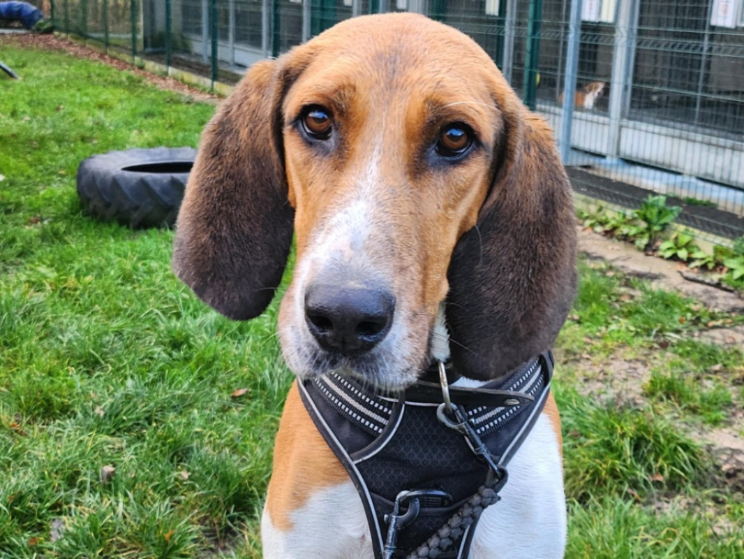 Photo #3 de Trompette