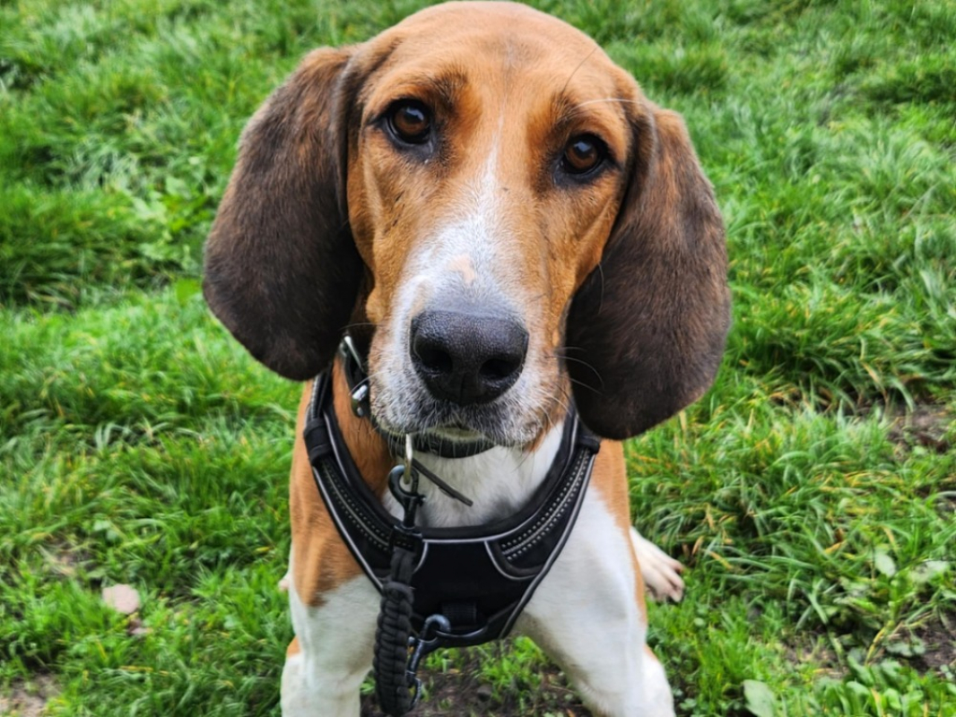 Photo #1 de Trompette